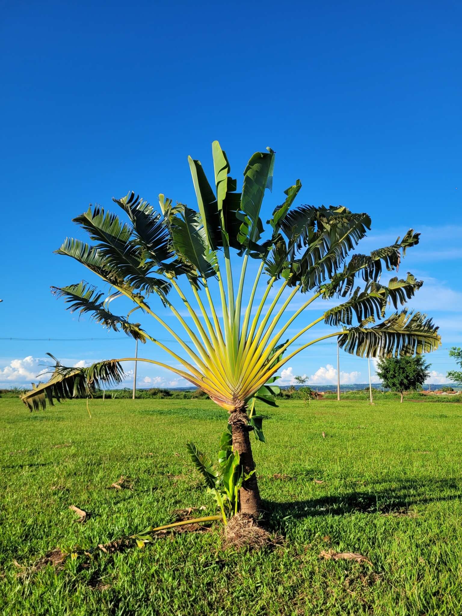 Image of Traveller's Tree