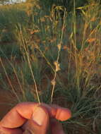 Image of wool grass