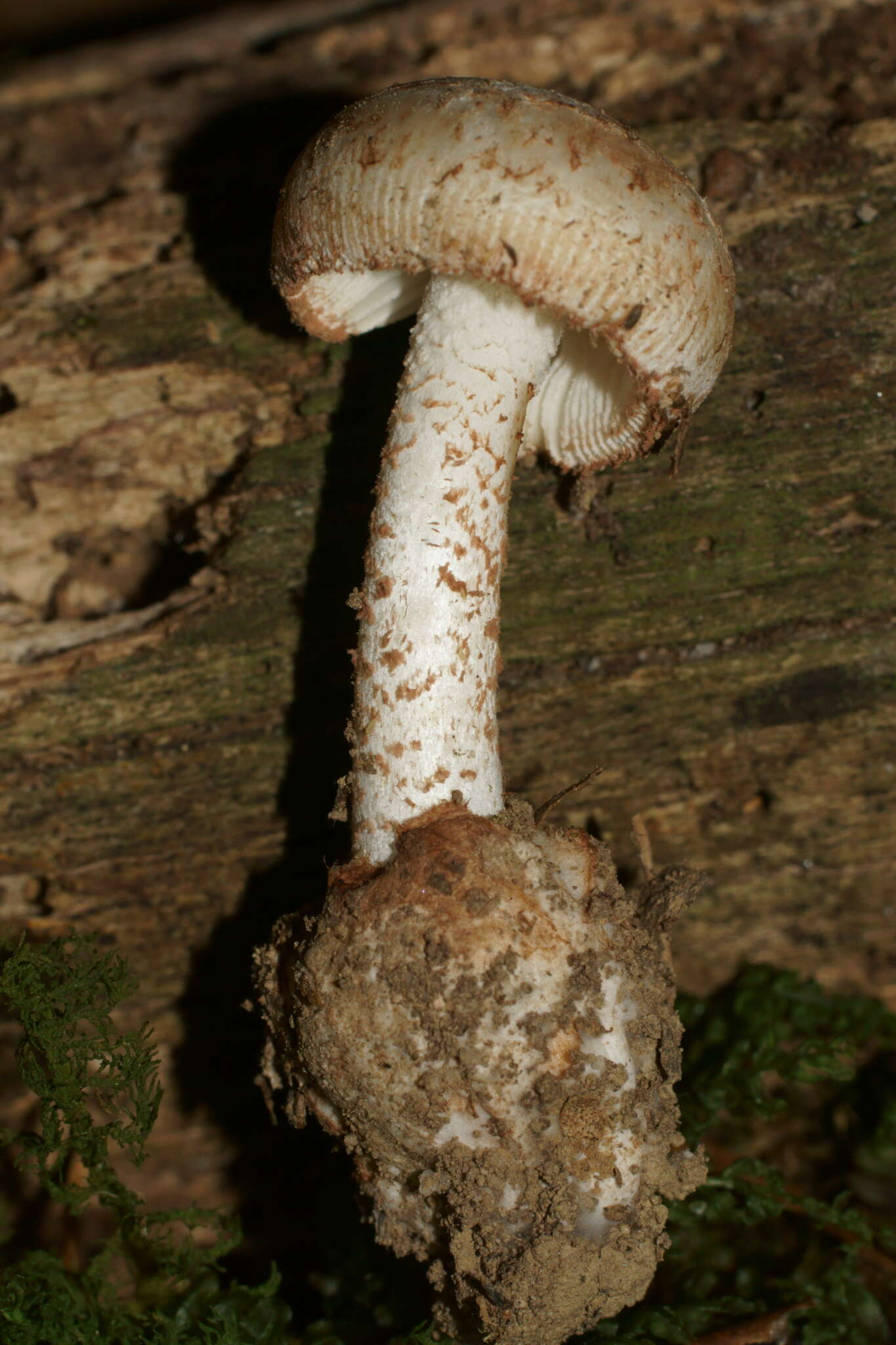 Image of Amanita peckiana Kauffman 1913