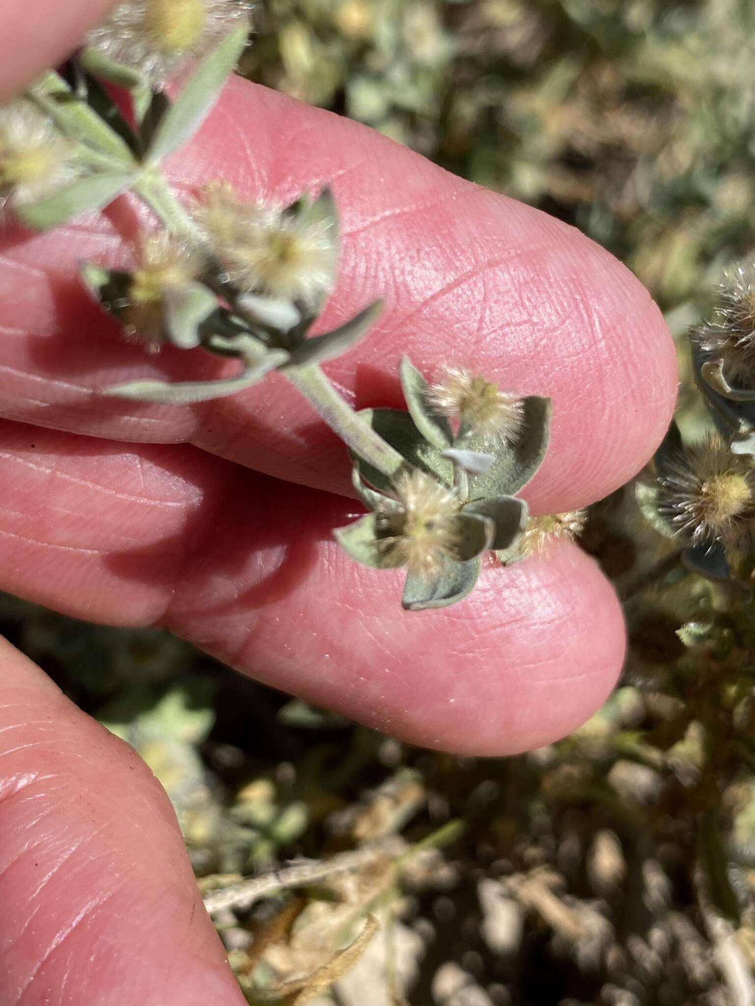 Image of Gray's bedstraw