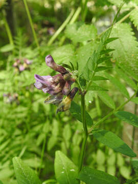 Plancia ëd Vicia sepium L.