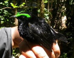 Image of Philepitta Geoffroy Saint-Hilaire & I 1838