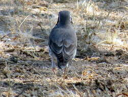 Plancia ëd Turdus litsitsirupa pauciguttatus Clancey 1956