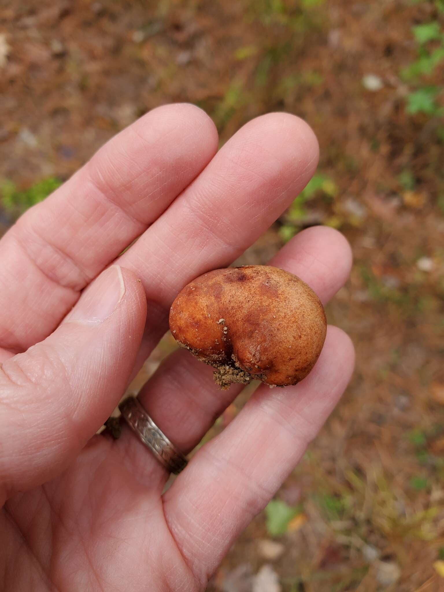 Image of Zelleromyces cinnabarinus Singer & A. H. Sm. 1960