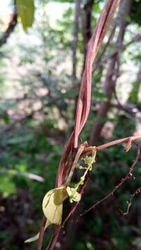 Image of Dioscorea analalavensis Jum. & H. Perrier