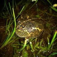 Image of American Ground Frog