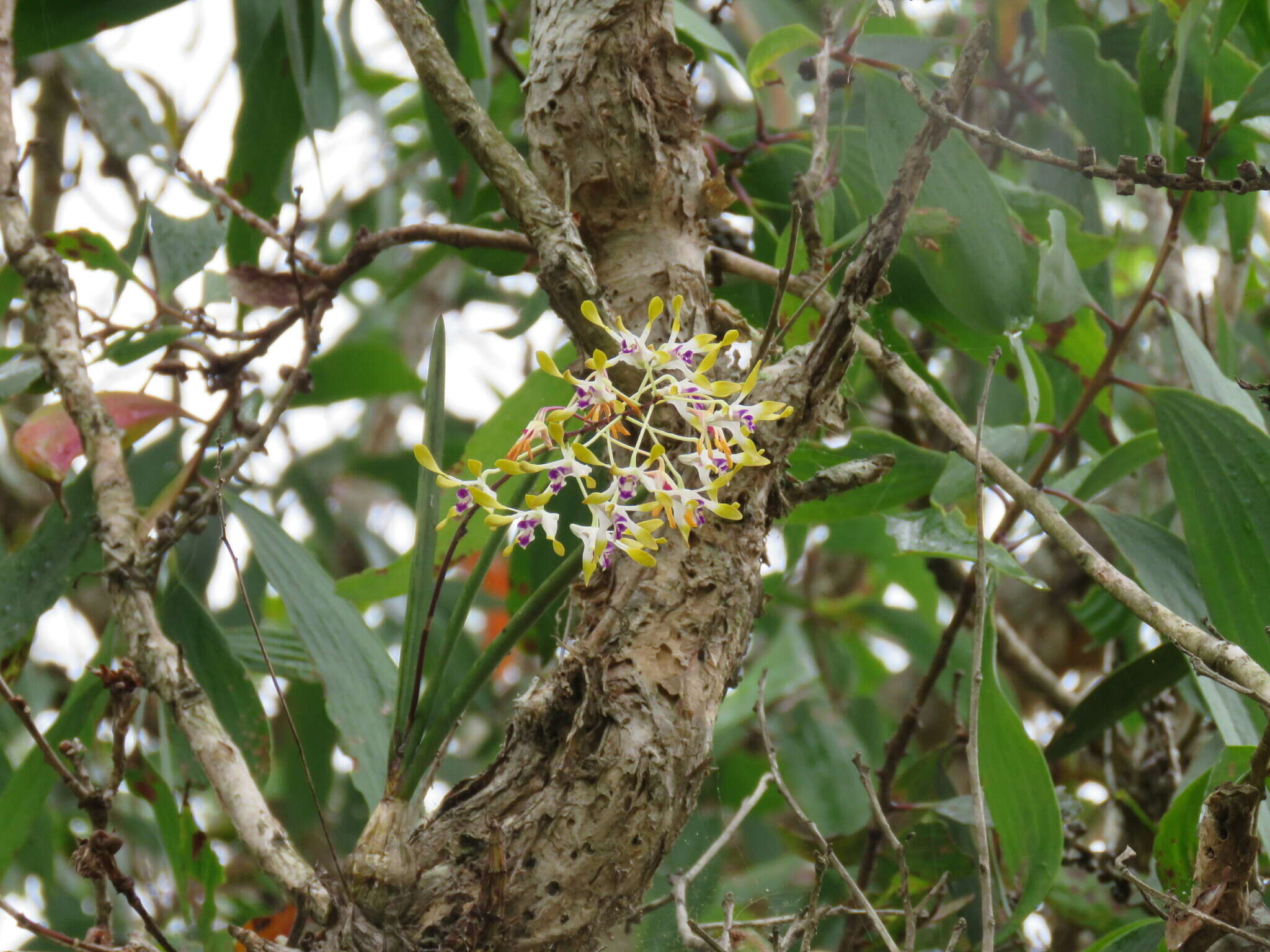 Dendrobium canaliculatum R. Br. resmi