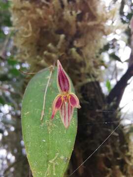 Image of Pleurothallis orecta Luer & R. Escobar