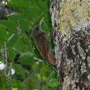 Image of Dusky-capped Woodcreeper