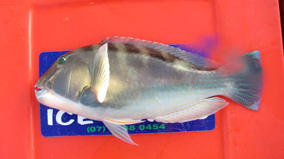 Image of Blue Tuskfish