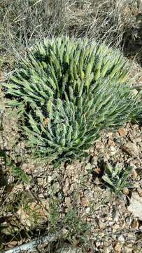 Image of Agave parviflora subsp. parviflora