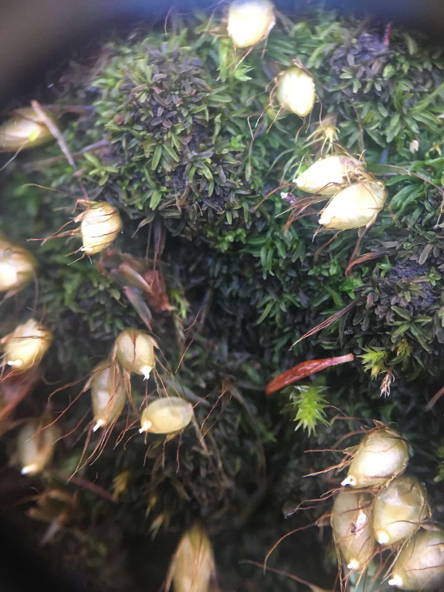 Image of diphyscium moss