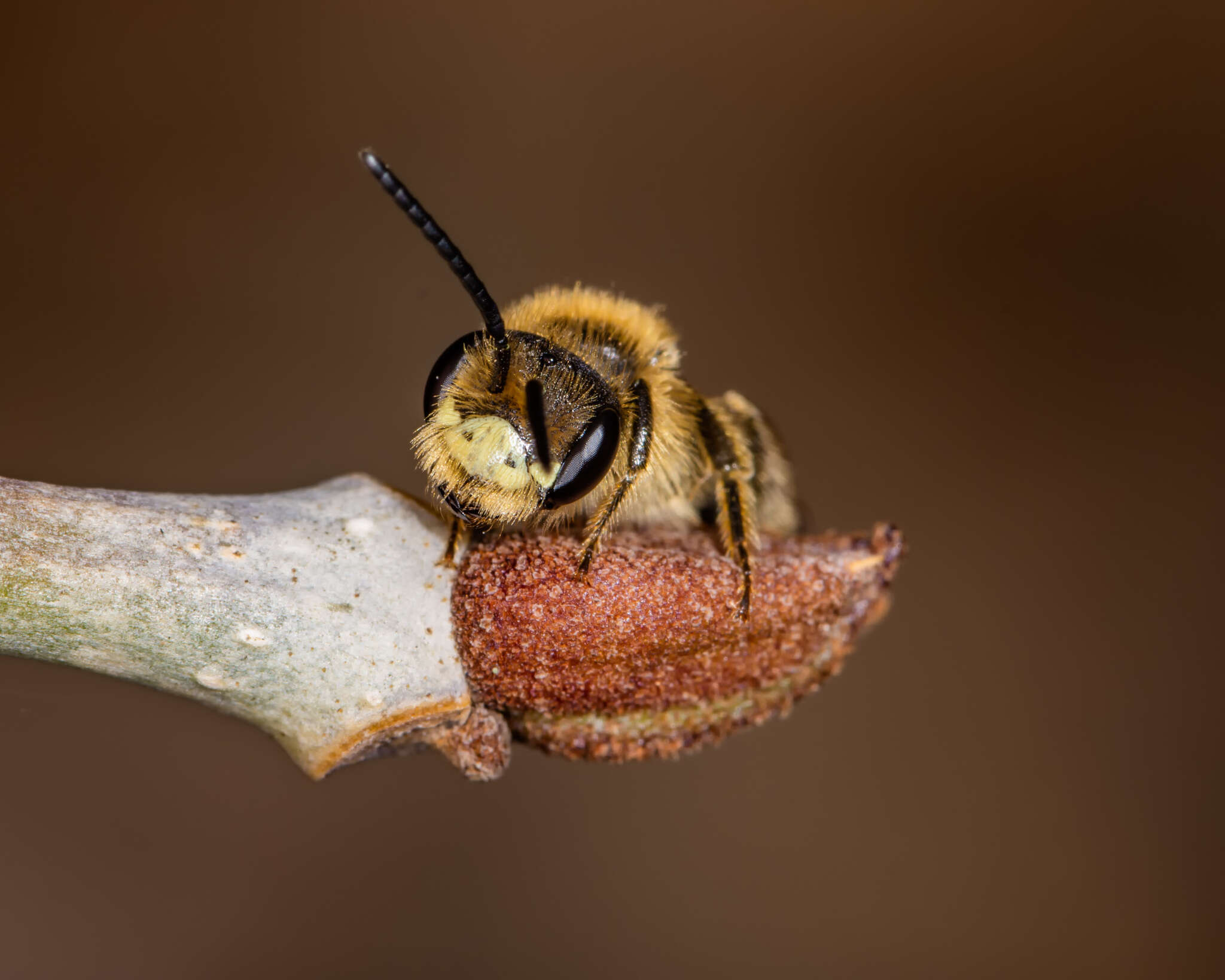 Image of Cresson's Andrena