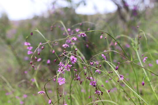 Image of Arthropodium minus R. Br.