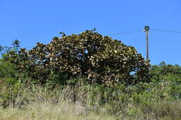 Image of Broad-leaved coral-tree