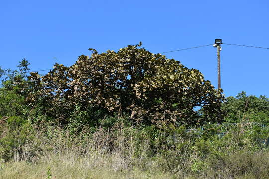 Слика од Erythrina latissima E. Mey.