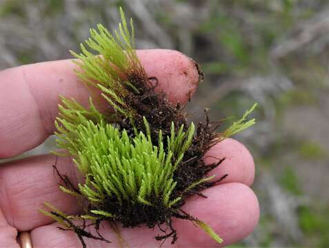 Image of Wahlenberg's pohlia moss