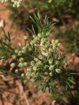 Image of Bristly-Fruit Scaleseed