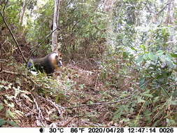 Image of Mandrill