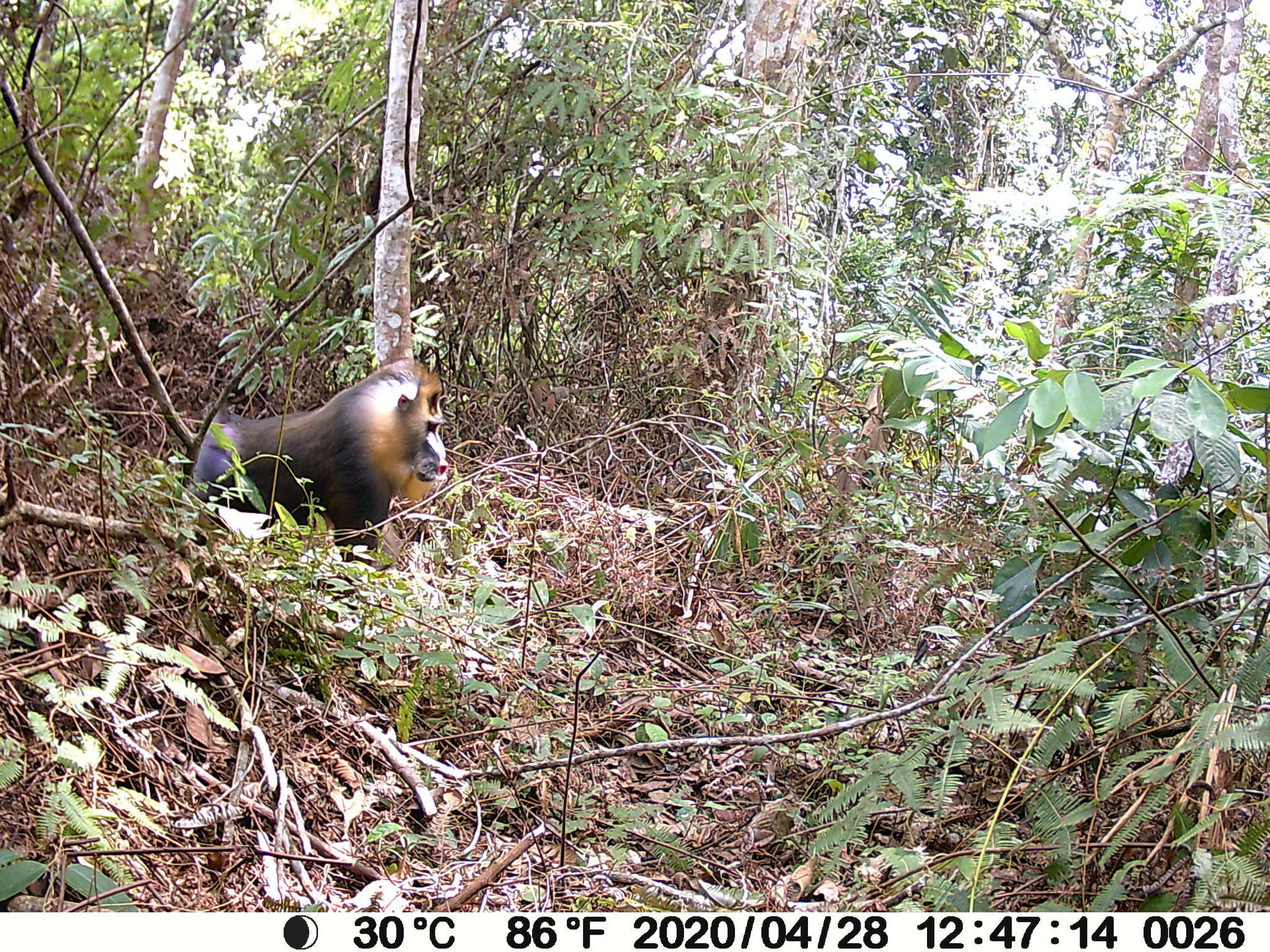 Image of Mandrill