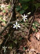 Image of Ornithogalum woronowii Krasch.