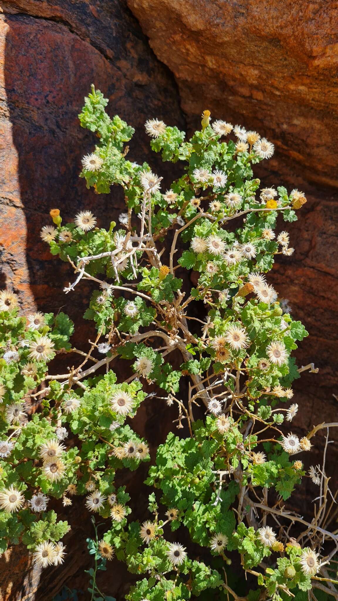 Pentatrichia petrosa Klatt resmi