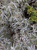 Image of Lupinus ballianus C. P. Sm.