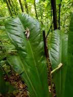 Image of Anthurium hacumense Engl.