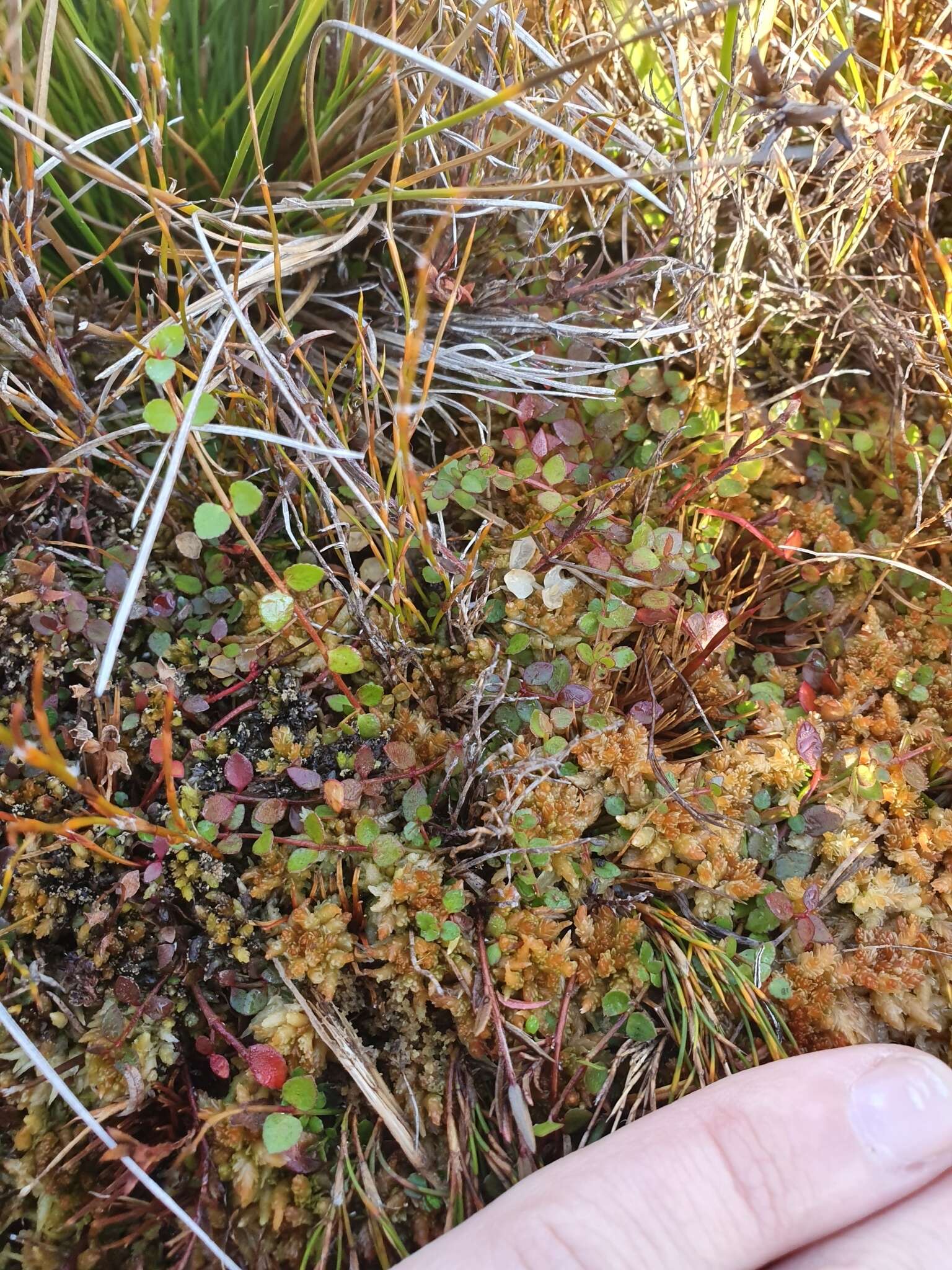 Image of Gonocarpus micranthus Thunb.