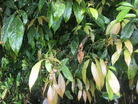 Image of Rockinghamia angustifolia (Benth.) Airy Shaw