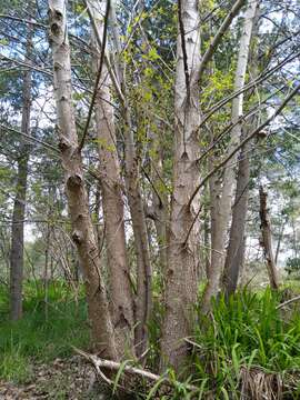 Image of Yunnan poplar