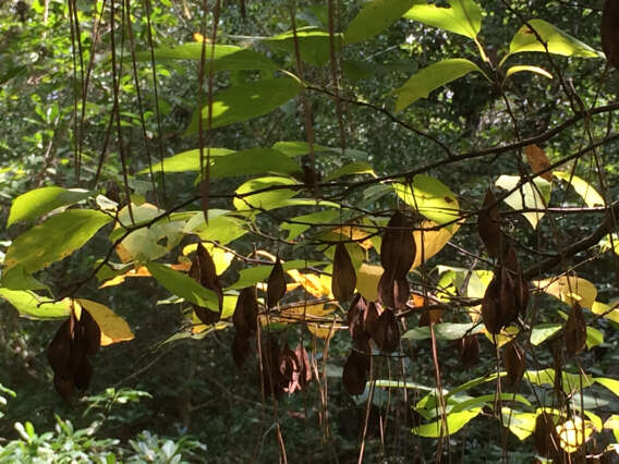 Plancia ëd Halesia diptera J. Ellis