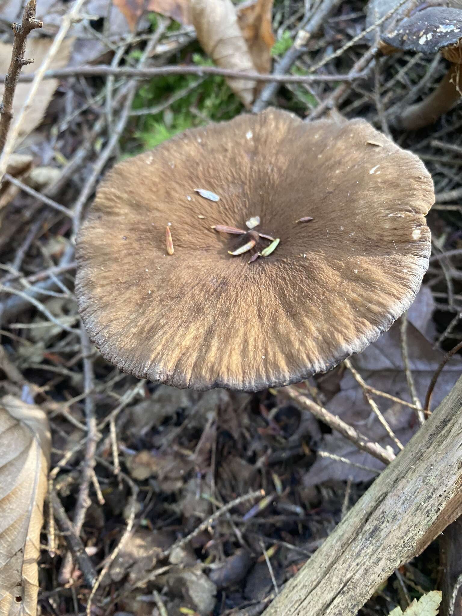 Image of Lactarius gerardii Peck 1873