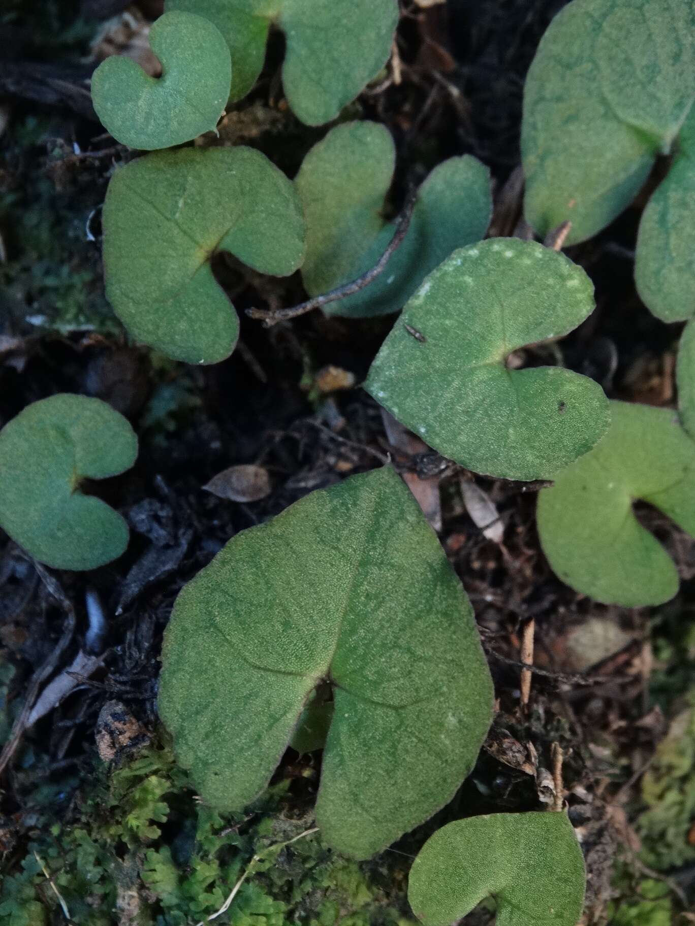 Acianthus sinclairii Hook. fil.的圖片