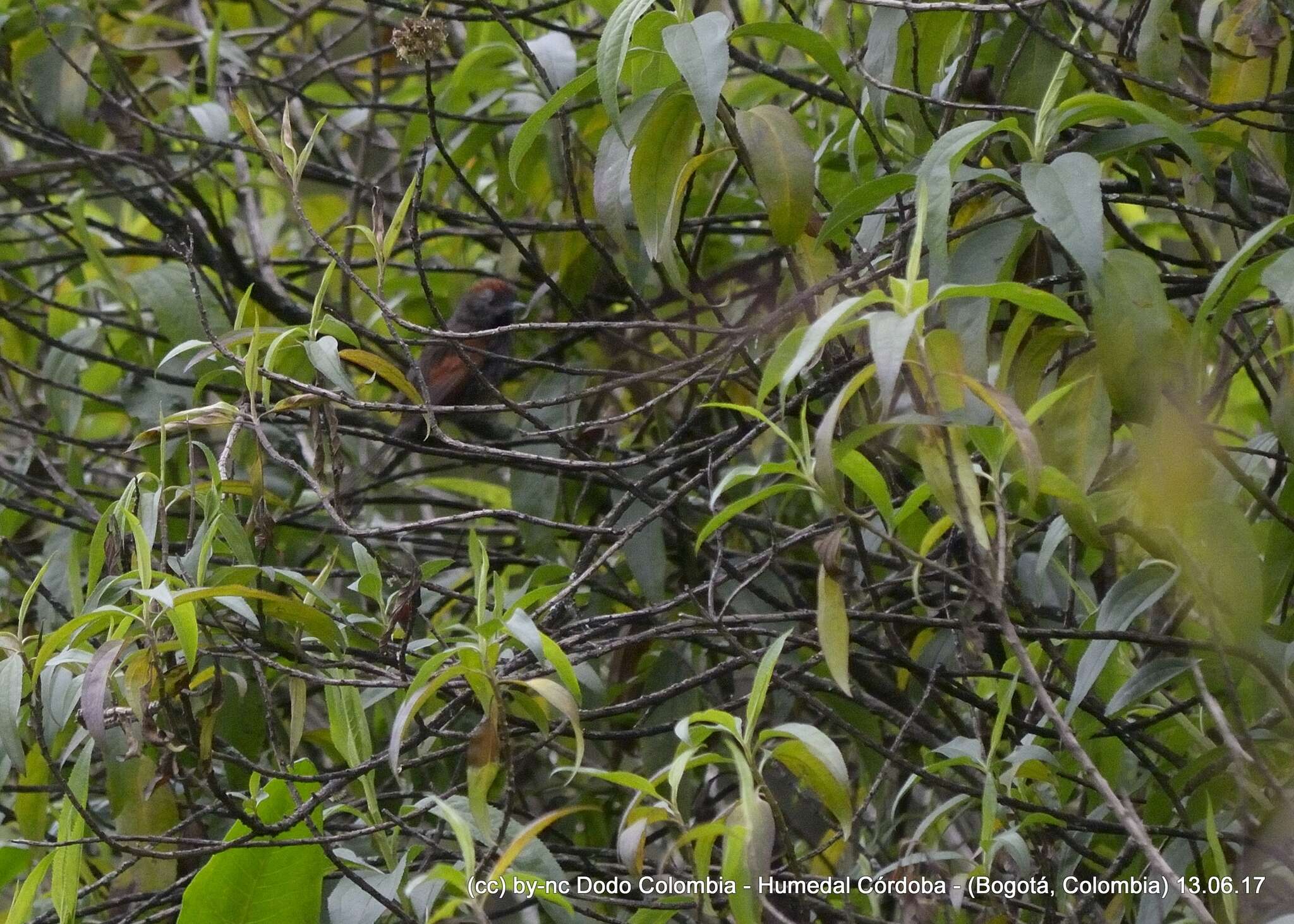 Image of Silvery-throated Spinetail