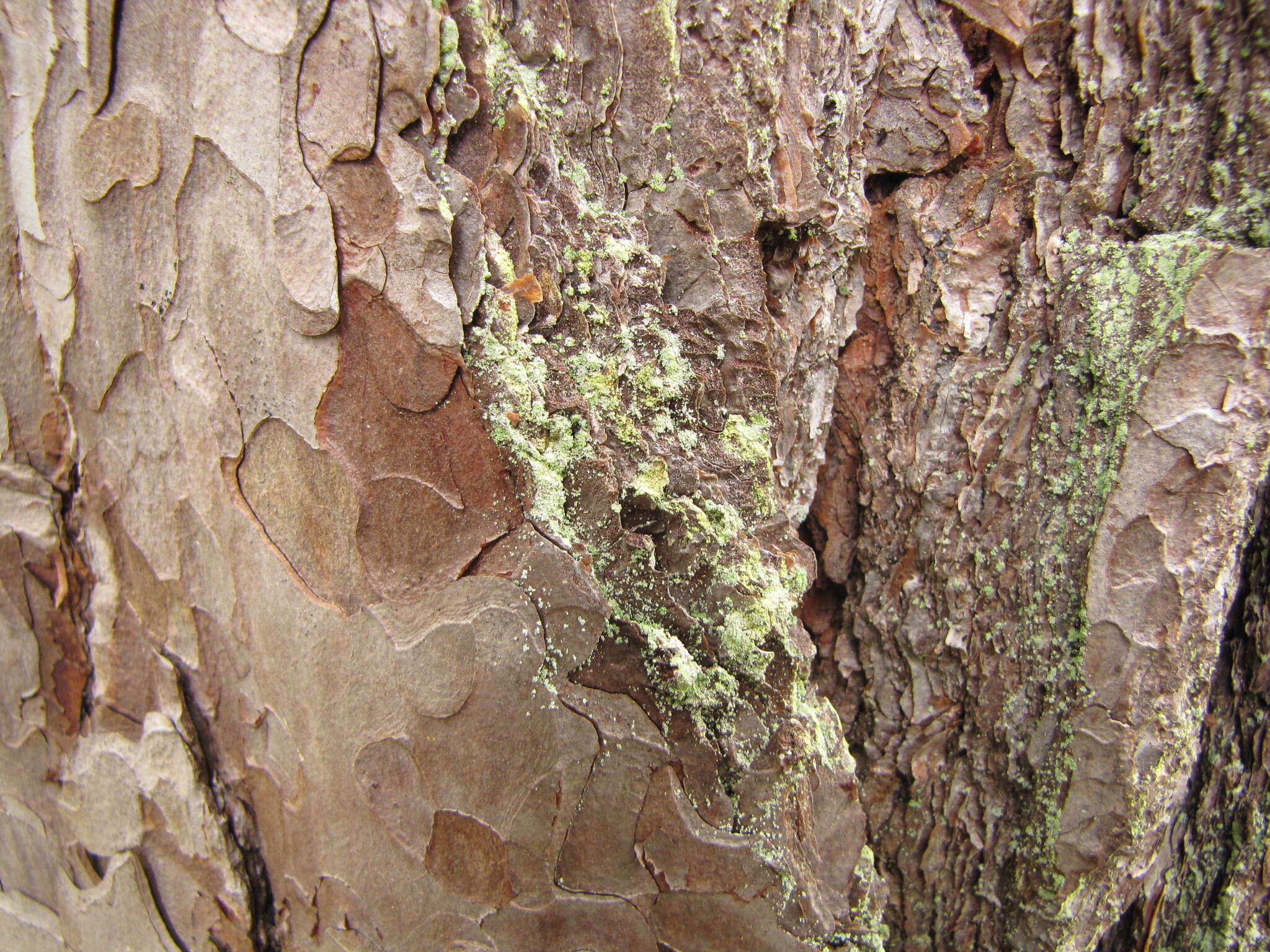 Image of Chrysothrix flavovirens Tønsberg