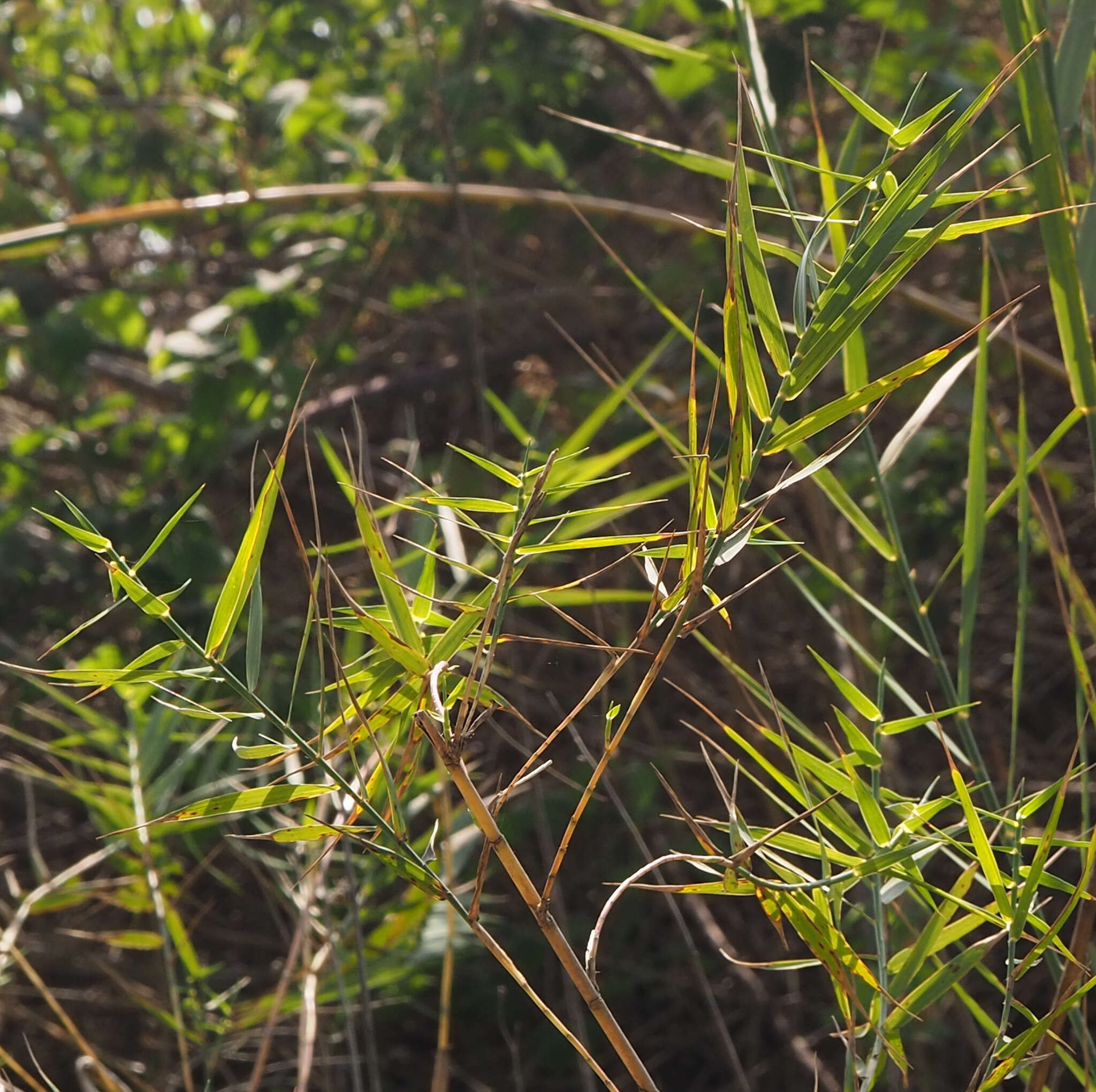 Plancia ëd Phragmites australis subsp. australis