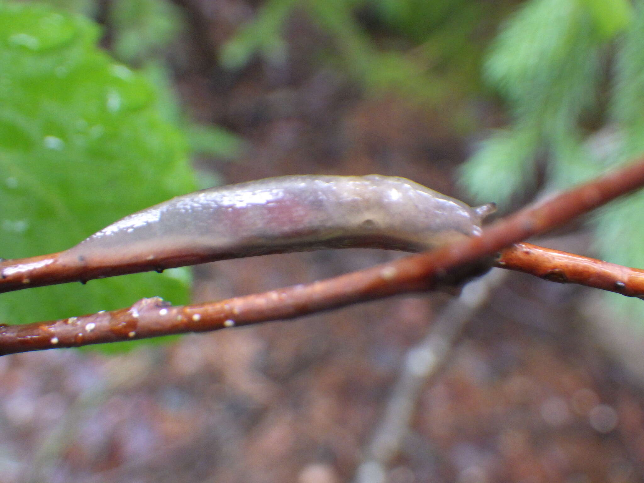 Lehmannia marginata (O. F. Müller 1774) resmi