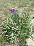 Image of Iris scariosa Willd. ex Link