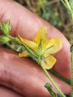 Image of Hypericum pubescens Boiss.