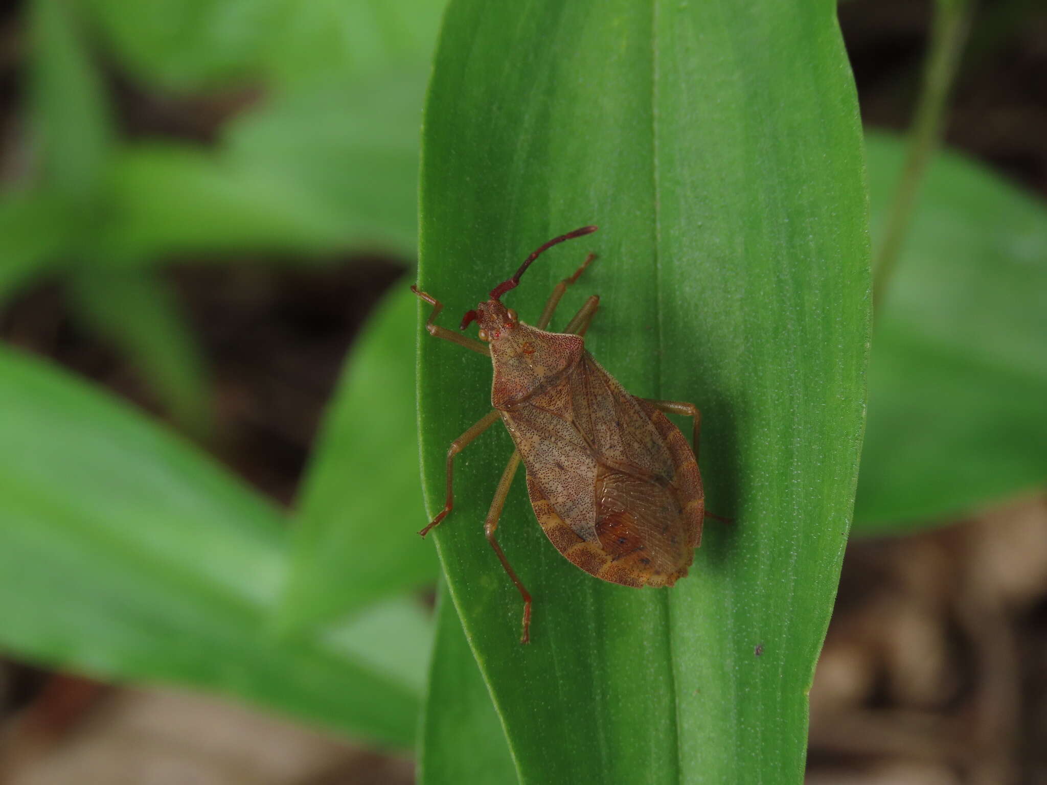 Imagem de Homoeocerus (Tliponius) dilatatus Horváth 1879