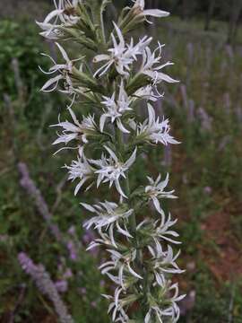 Слика од Liatris elegans (Walt.) Michx.