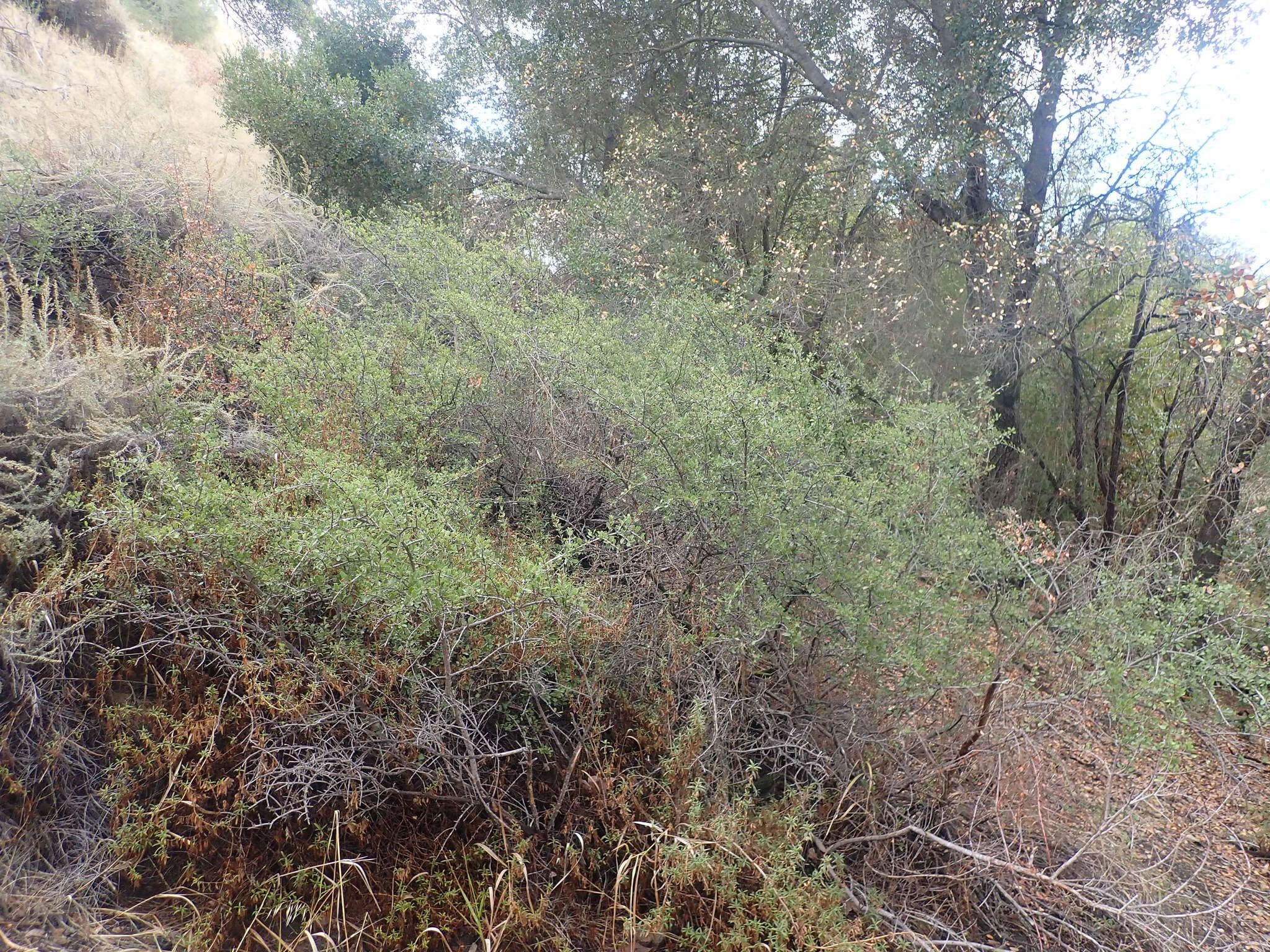 Plancia ëd Ceanothus ferrisiae Mc Minn