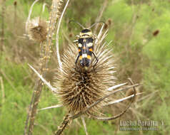 Imagem de Megacyllene mellyi (Chevrolat 1862)