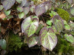 Image of Epimedium pinnatum subsp. colchicum (Boiss.) N. Busch