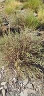 Sivun Seriphidium herba-alba (Asso) J. Soják kuva