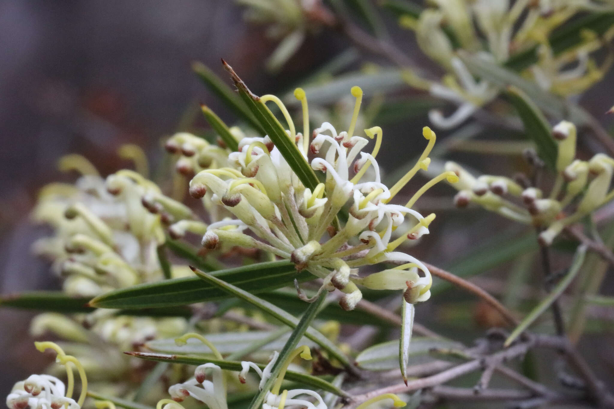 Image of Grevillea viridiflava R. O. Makinson