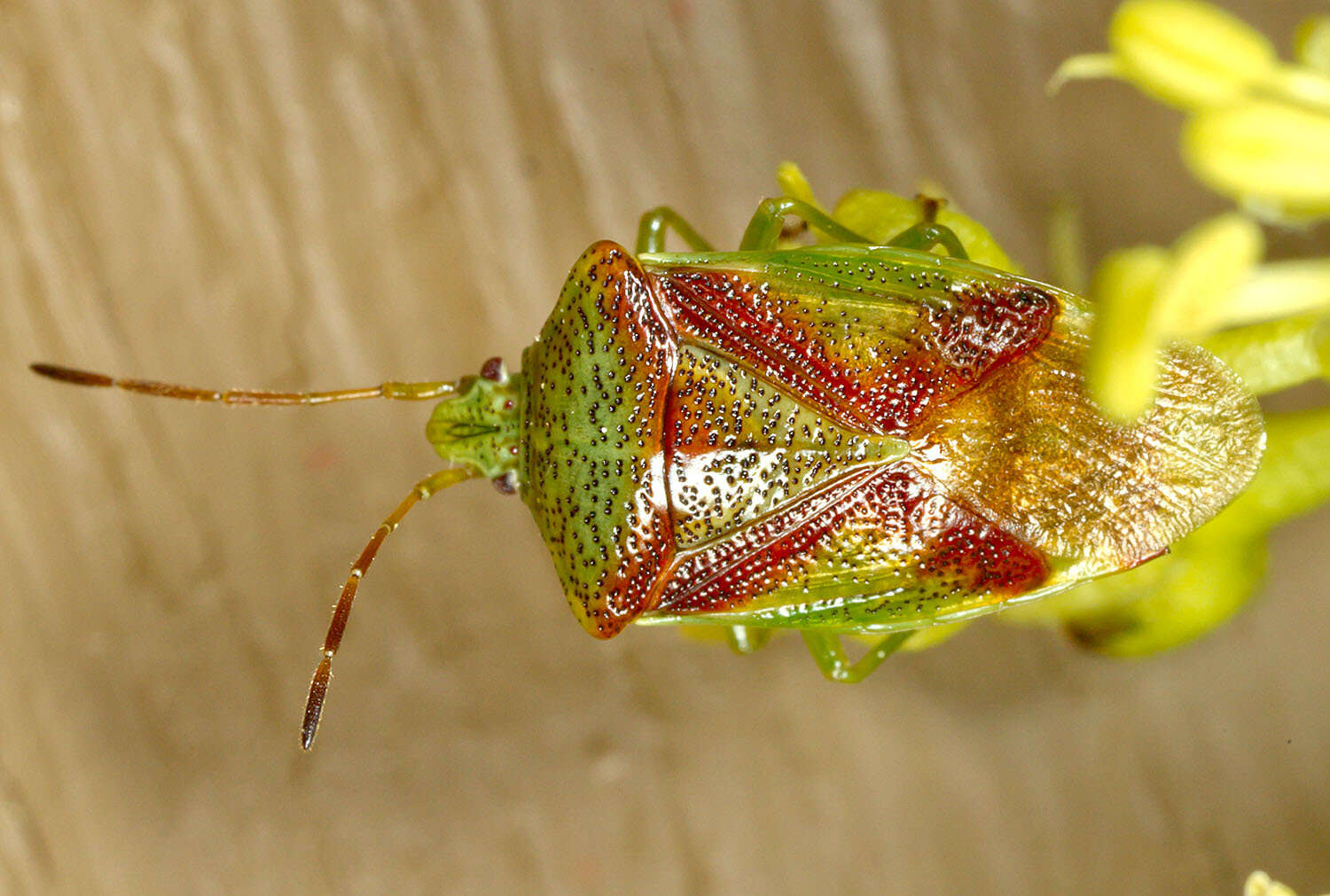 Image of Red-Cross Shield Bug