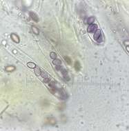 Image de Ascobolus lineolatus Brumm. 1967