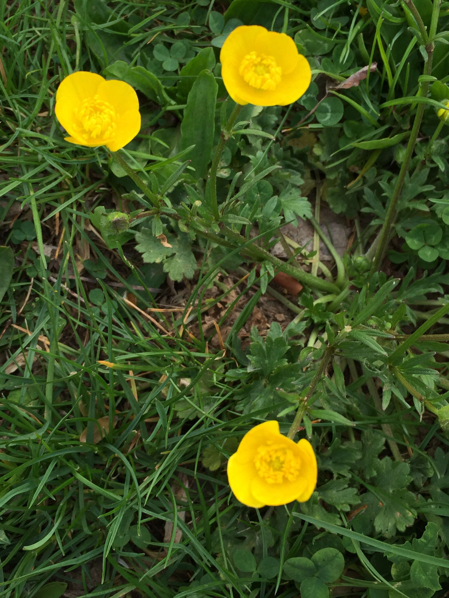 Ranunculus bulbosus L.的圖片